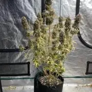 Dognabis #811A Jealousy Diesel Auto