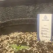 Guava Sundae Auto