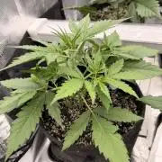 Banana Guava Auto