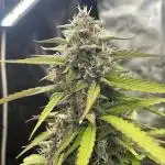 Dark Lemonade Auto