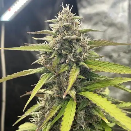 Dark Lemonade Auto