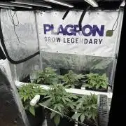 Guava Runtz Auto