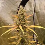Banana Guava Auto