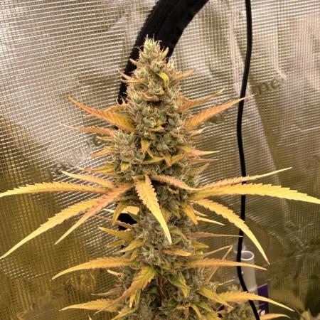 Banana Guava Auto