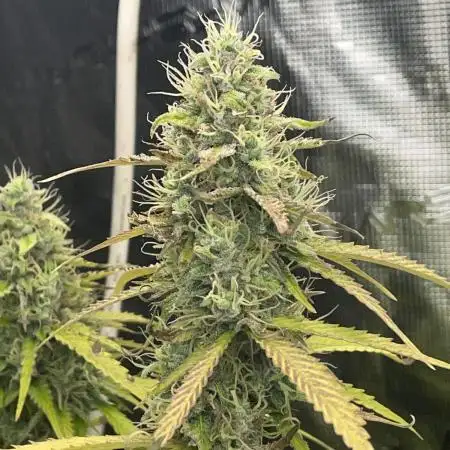 Fractal Auto