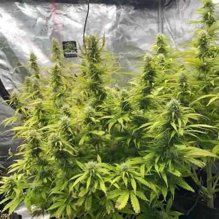 Black Opium Auto