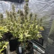 Dognabis #811A Jealousy Diesel Auto