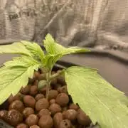DWC Papaya Zoap Auto