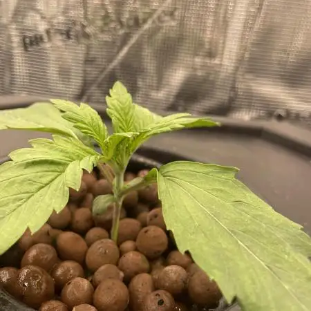 DWC Papaya Zoap Auto