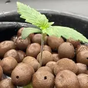 DWC Papaya Zoap Auto