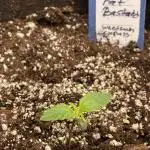 Fat Bastard Auto