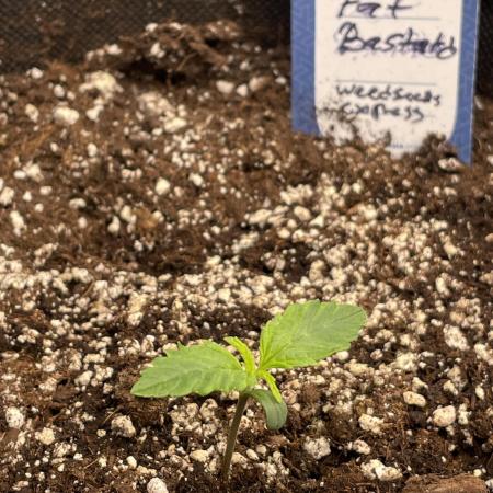Fat Bastard Auto