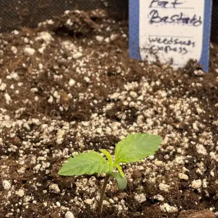 Fat Bastard Auto