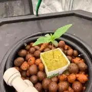 Pineapple Slush XL Auto DWC