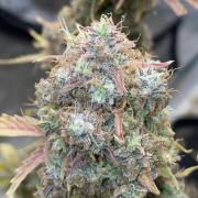 🏆 Dognabis #811A Jealousy Diesel Auto