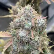 Dognabis #811A Jealousy Diesel Auto