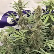 Guava Sundae Auto