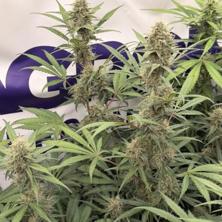 Guava Sundae Auto