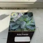 Fractal Auto