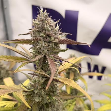 Guava Runtz Auto