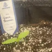 Banana Guava Auto