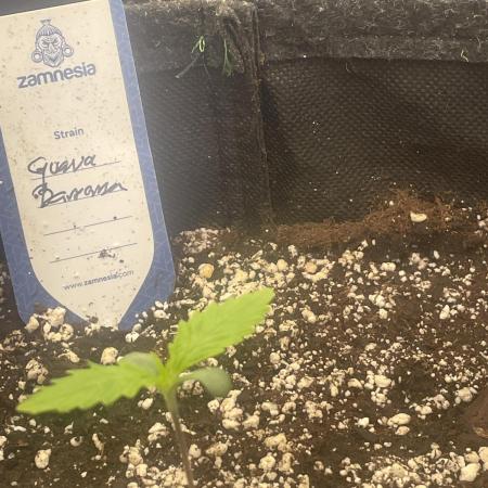 Banana Guava Auto
