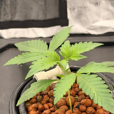 Pineapple Slush XL Auto DWC