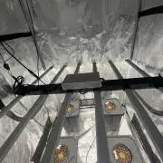 DWC Permanent Jealousy XL Auto