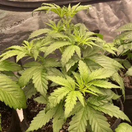 Opium Auto