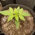 Opium Auto
