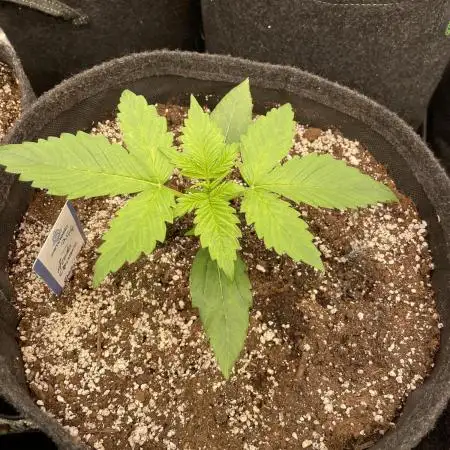 Opium Auto