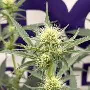 Banana Guava Auto