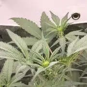 Guava Runtz Auto