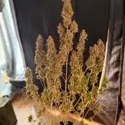 Banana Guava Auto