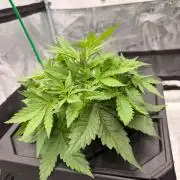 Studio 54 Stardust Auto DWC