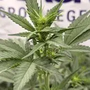 Strawberry Gorilla RF3 Auto