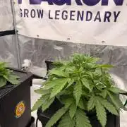 Pineapple Slush XL Auto DWC