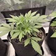 Guava Sundae Auto