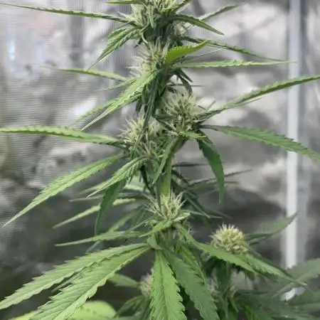 Dark Lemonade Auto