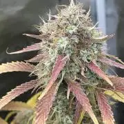 Dognabis #811A Jealousy Diesel Auto