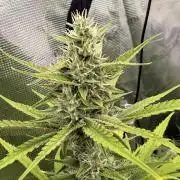 Banana Guava Auto