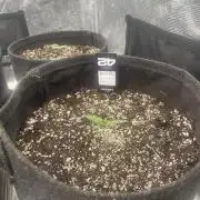 Strawberry Gorilla RF3 Auto