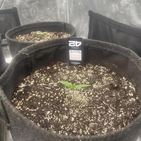 Strawberry Gorilla RF3 Auto