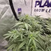 Banana Guava Auto