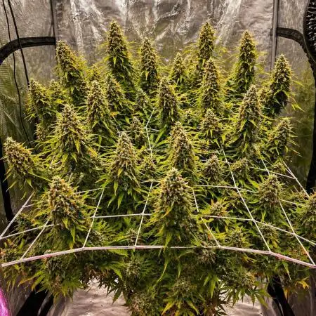 DWC Permanent Jealousy XL auto (Monster)