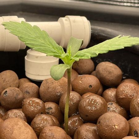 DWC Permanent Jealousy XL Auto