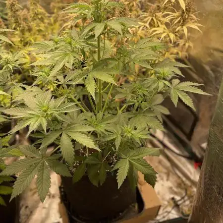 Dark Lemonade Auto