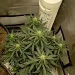 Cookies Gelato Auto