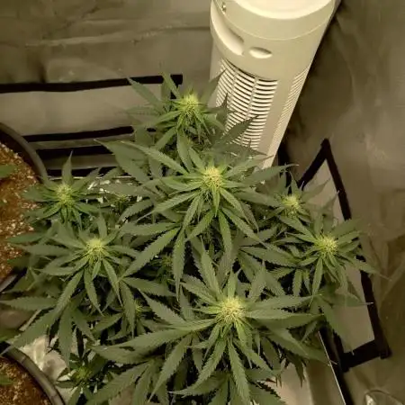 Cookies Gelato Auto