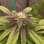Purple haze